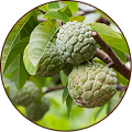 Custard Apple